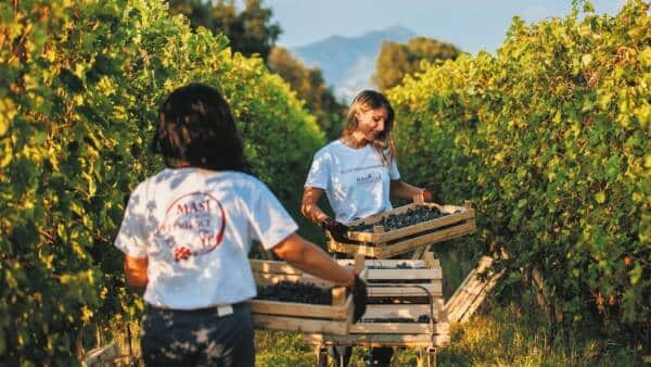 Festa della Vendemmia da Masi Tenuta Canova