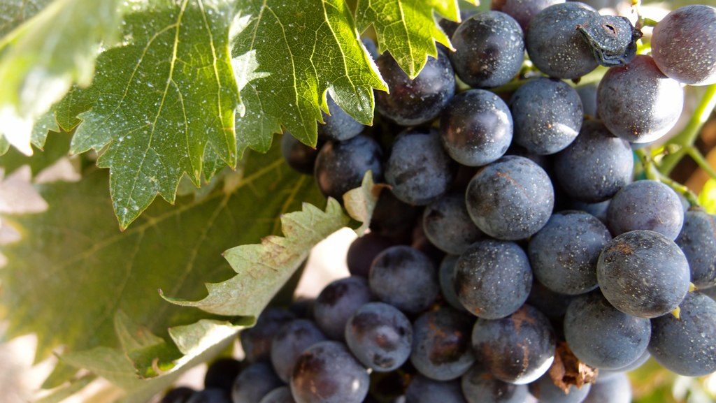 Alla scoperta dell'Amarone alla cantina Fratelli Vogadori